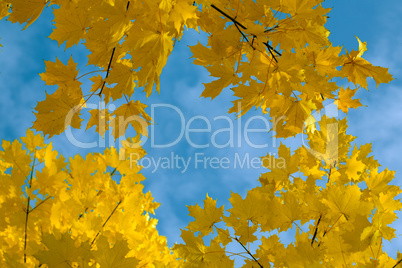 yellow autumn maple  leaves