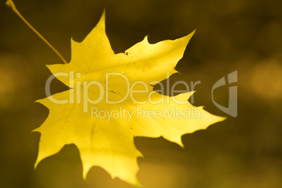 yellow autumn maple  leaves