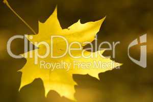yellow autumn maple  leaves