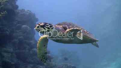 Meeres-Schildkröte