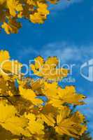 yellow autumn maple  leaves