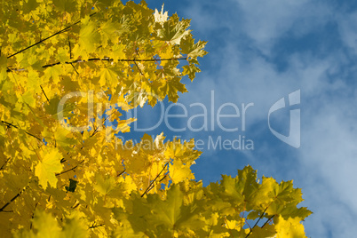 yellow autumn maple  leaves