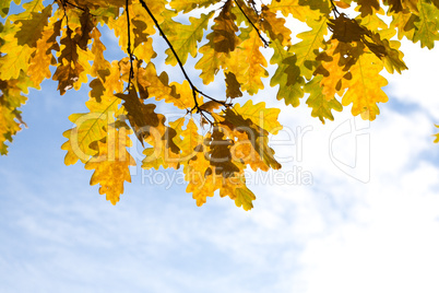 yellow autumn maple  leaves