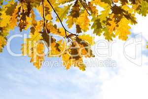 yellow autumn maple  leaves