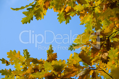 yellow autumn maple  leaves