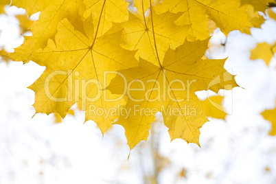 yellow autumn maple  leaves