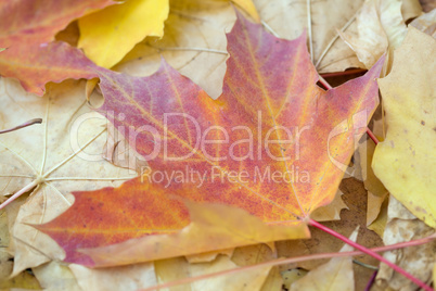 autumn maple  leaves