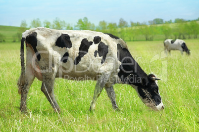 Cows in green field