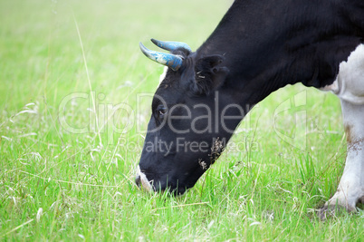 Cows in green field