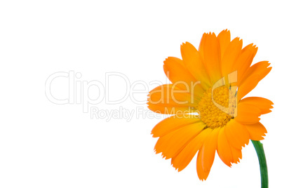 orange flower