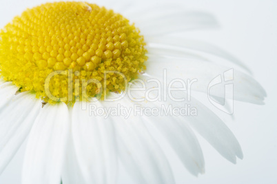 camomile flower