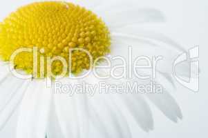 camomile flower