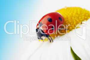 ladybug on camomile flower