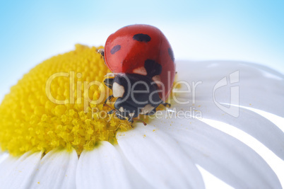 camomile flower with ladybug