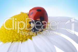 camomile flower with ladybug