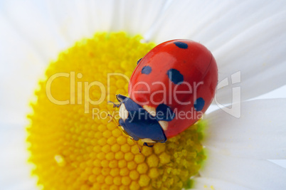 ladybug on camomile flower