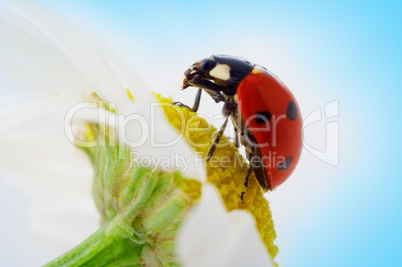 ladybug on camomile flower