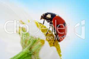 ladybug on camomile flower