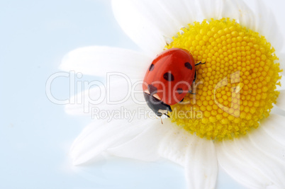 camomile flower with ladybug