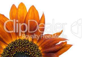beautiful orange decorative Sunflower