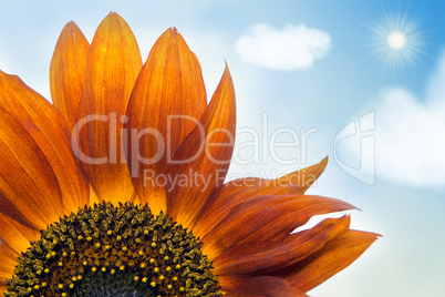 beautiful orange decorative Sunflower