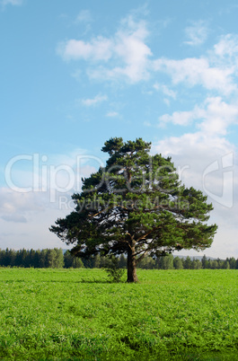 alone tree in field