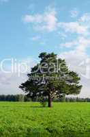 alone tree in field