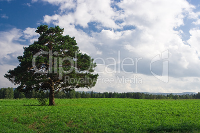 Landscape  tree on the field under blue sky