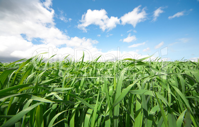 green grass under blue sky