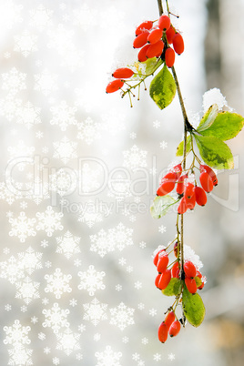 branch red berry with leaf autumn