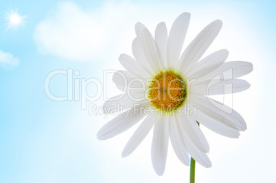 camomile flower on blue