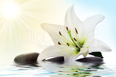 madonna lily and spa stone  in water