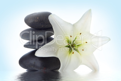 madonna lily and spa stone