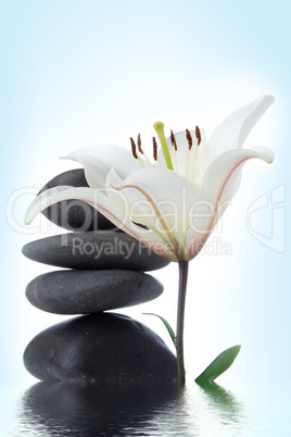 madonna lily and spa stone