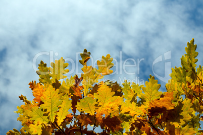 yellow autumn maple  leaves