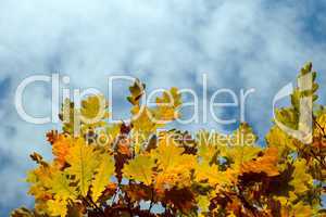 yellow autumn maple  leaves