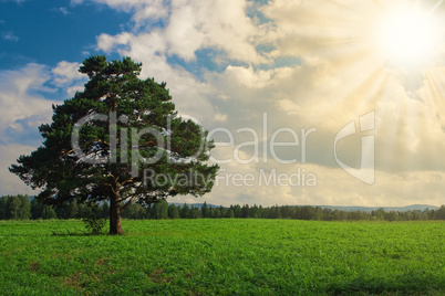 Landscape  tree on the field under blue sky