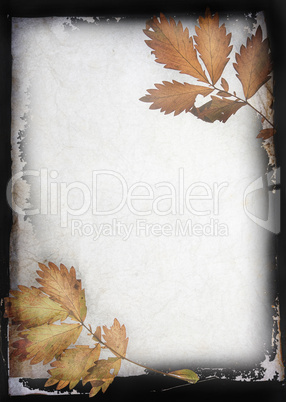 autumn organic frame  background