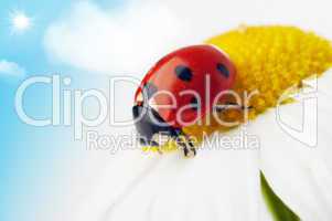 ladybug on camomile flower