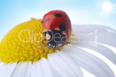 camomile flower with ladybug