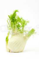 Fenchel