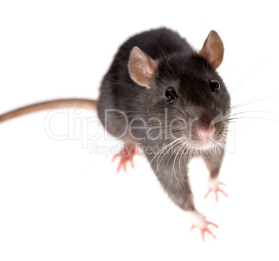 rat