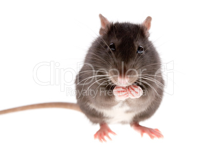 rat