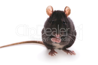 rat