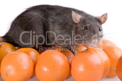 rat and tangerines