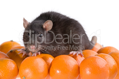 rat and tangerines
