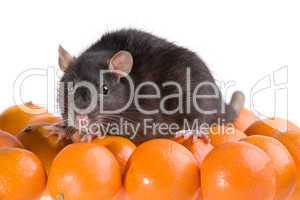 rat and tangerines