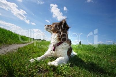 Hund auf Wiese schnuppert frische Luft