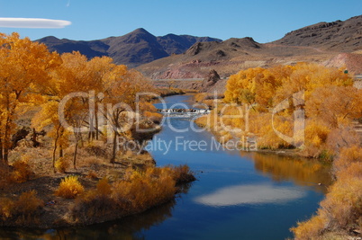 yellow cottonwood trees in nevada by river
