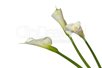 three calla lilies